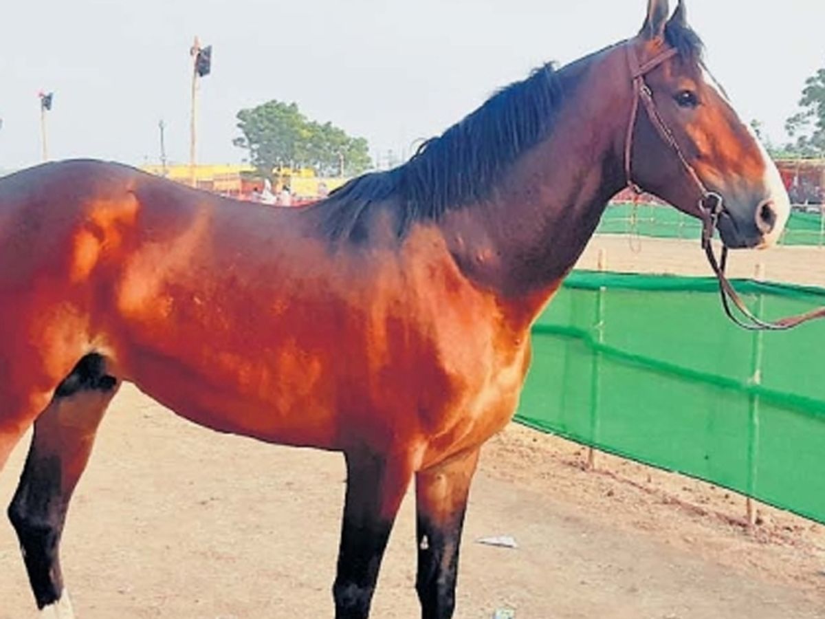 ଘୋଡାର ମୂଲ୍ୟରେ ହେବ କିଣି ମର୍ସିଡିଜ୍ ଓ ବିଏମ୍‌ଡବ୍ଲ୍ୟୁ