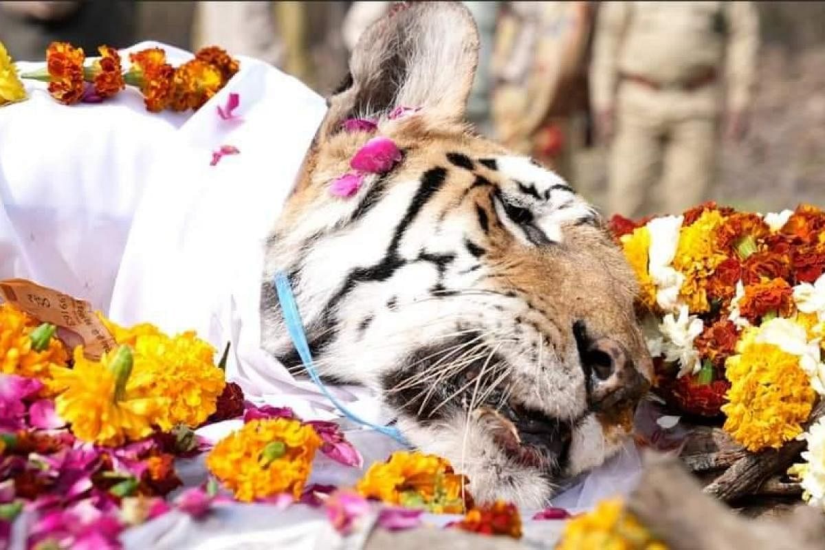 ଆରପାରିରେ ସୁପରମମ୍ ଟାଇଗର କଲାରୱାଲି