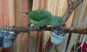 ଆଉ ପାଖରେ ରହିବନି କୋକୋ