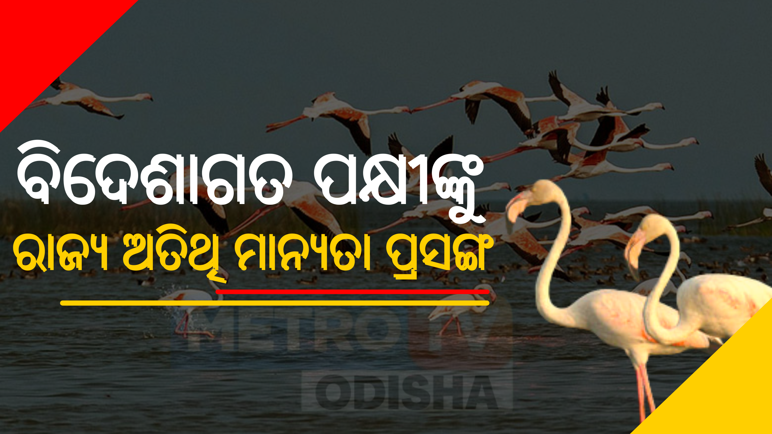 ବିଦେଶାଗତ ପକ୍ଷୀଙ୍କୁ ରାଜ୍ୟ ଅତିଥି ମାନ୍ୟତା ପ୍ରସଙ୍ଗ