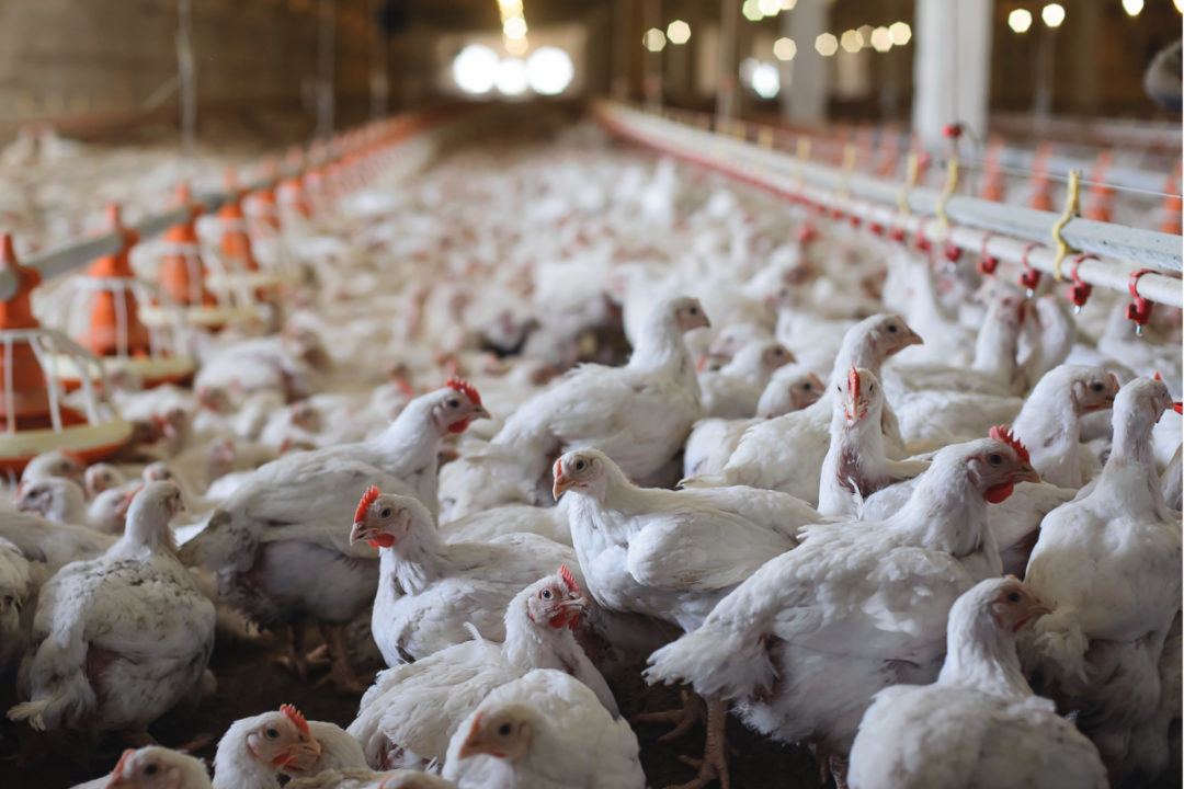 #maharastra #bird flu#25thousend bird datha