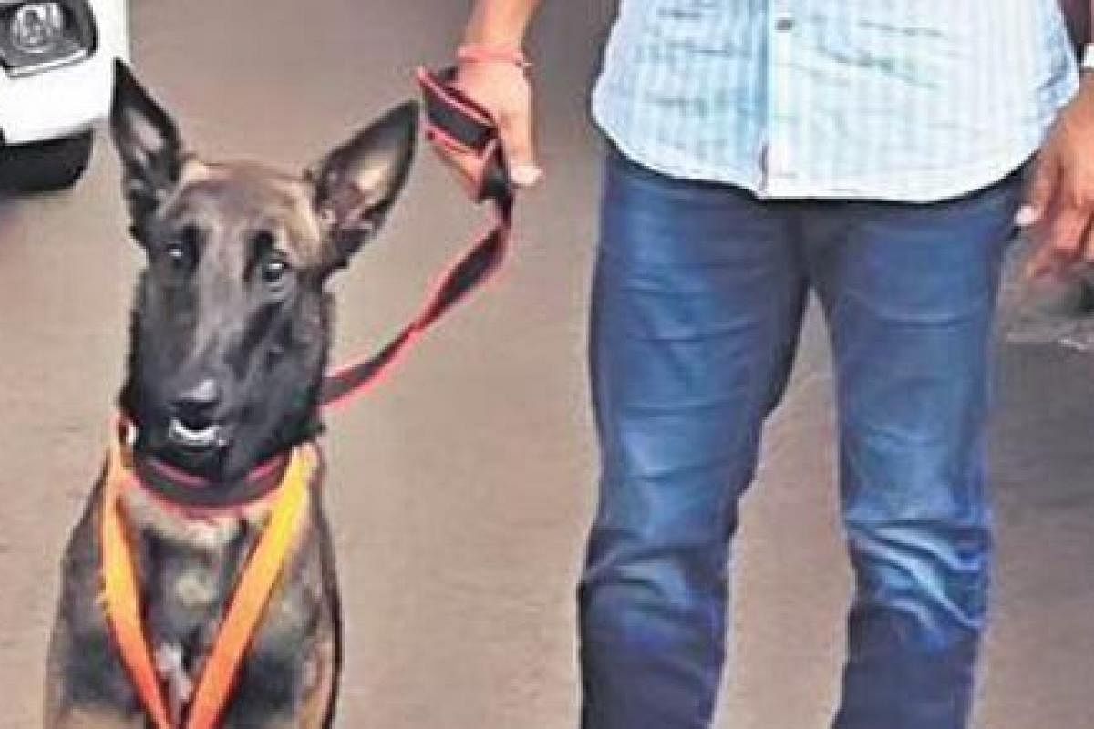 #dog belgian