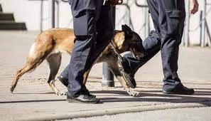 belgian-malinois-inducted-in-odisha-police-k9-squad