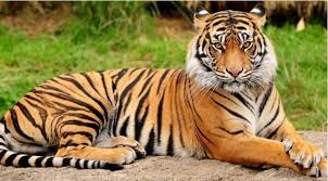 #/locked-with-a-leopard-in-a-room-for-two-hours-15-year-old-narrates#forest-officer-feel-proud-for-her