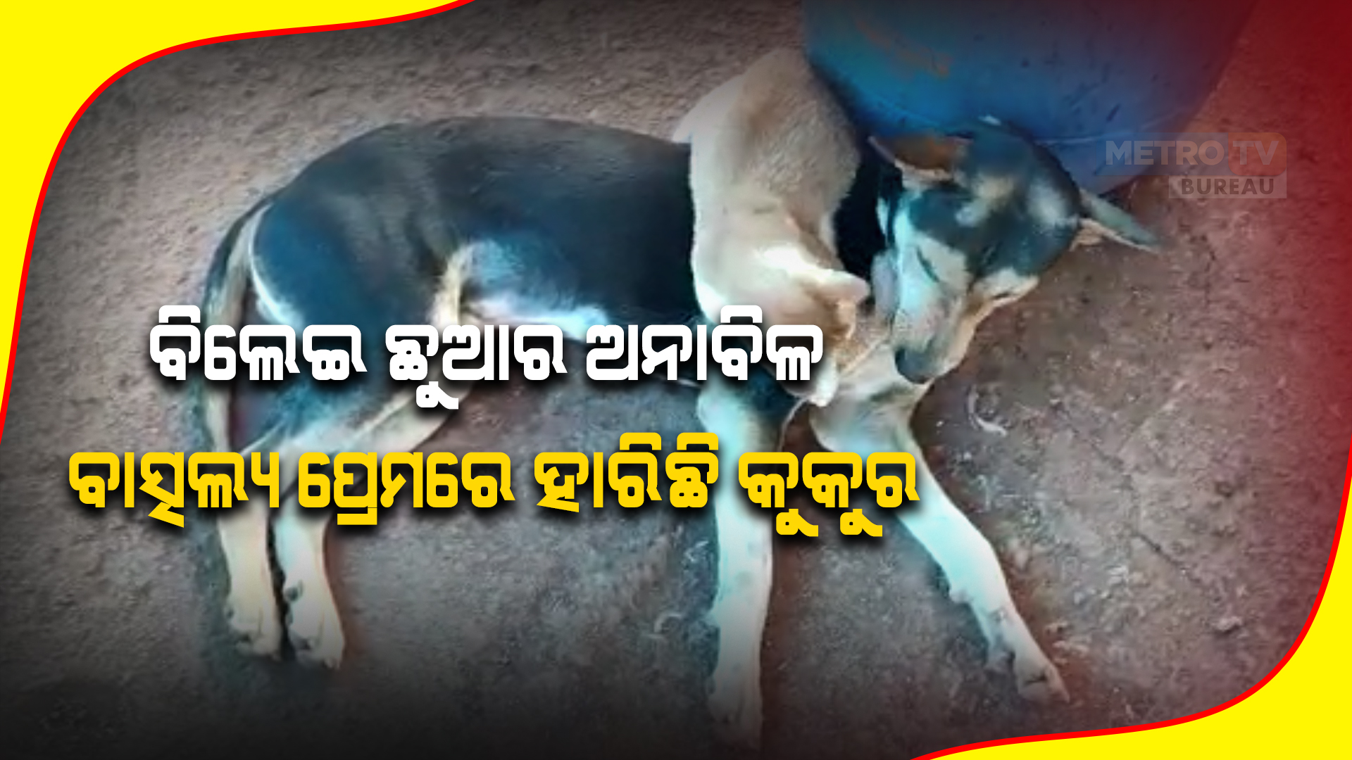 ବିଲେଇ ଛୁଆର ଅନାବିଳ ବାତ୍ସଲ୍ୟ ପ୍ରେମରେ ହାରିଛି କୁକୁର