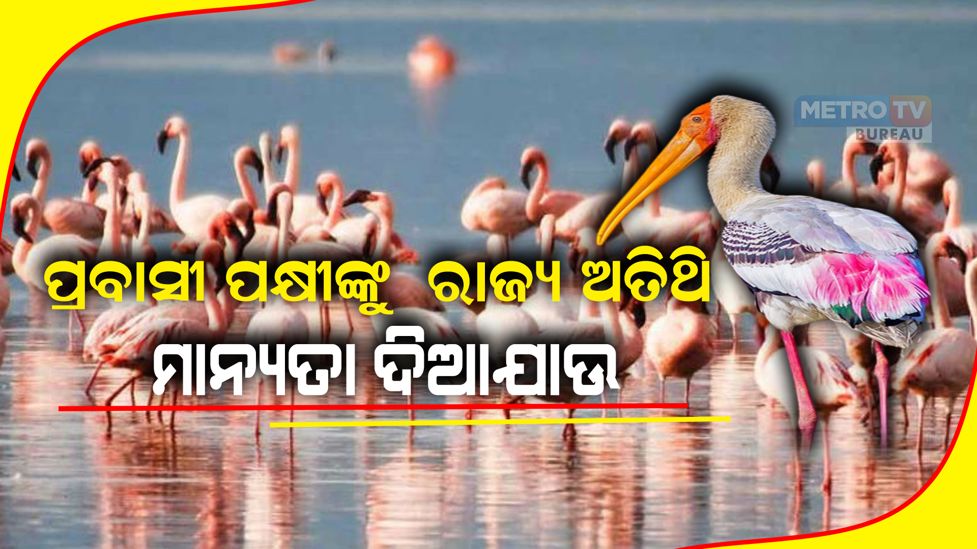 ପ୍ରବାସୀ ପକ୍ଷୀଙ୍କୁ ରାଜ୍ୟ ଅତିଥି ମାନ୍ୟତା ଦିଆଯାଉ