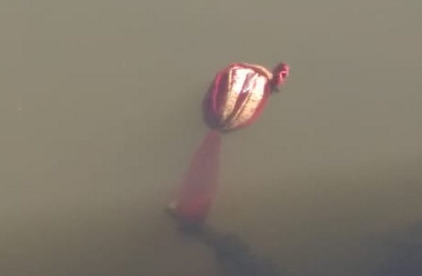 chambal-river#people-died#accident-including-groom