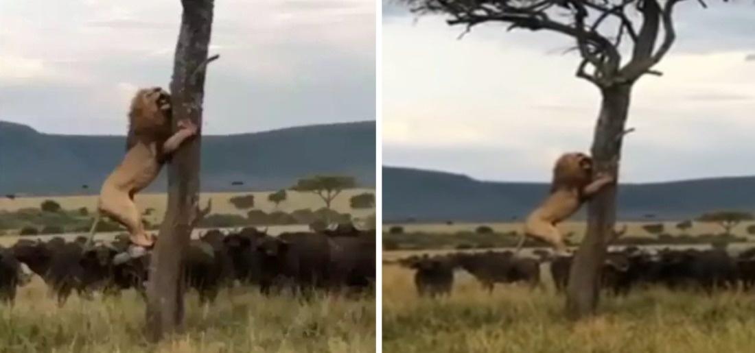 viral-video-of-a-lion-seeing-the-buffalioes-climbed-into-the-tree